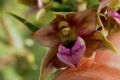 Epipactis helleborine subsp. tremolsii